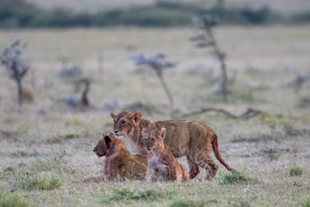 Lion Family — Dusk gathering