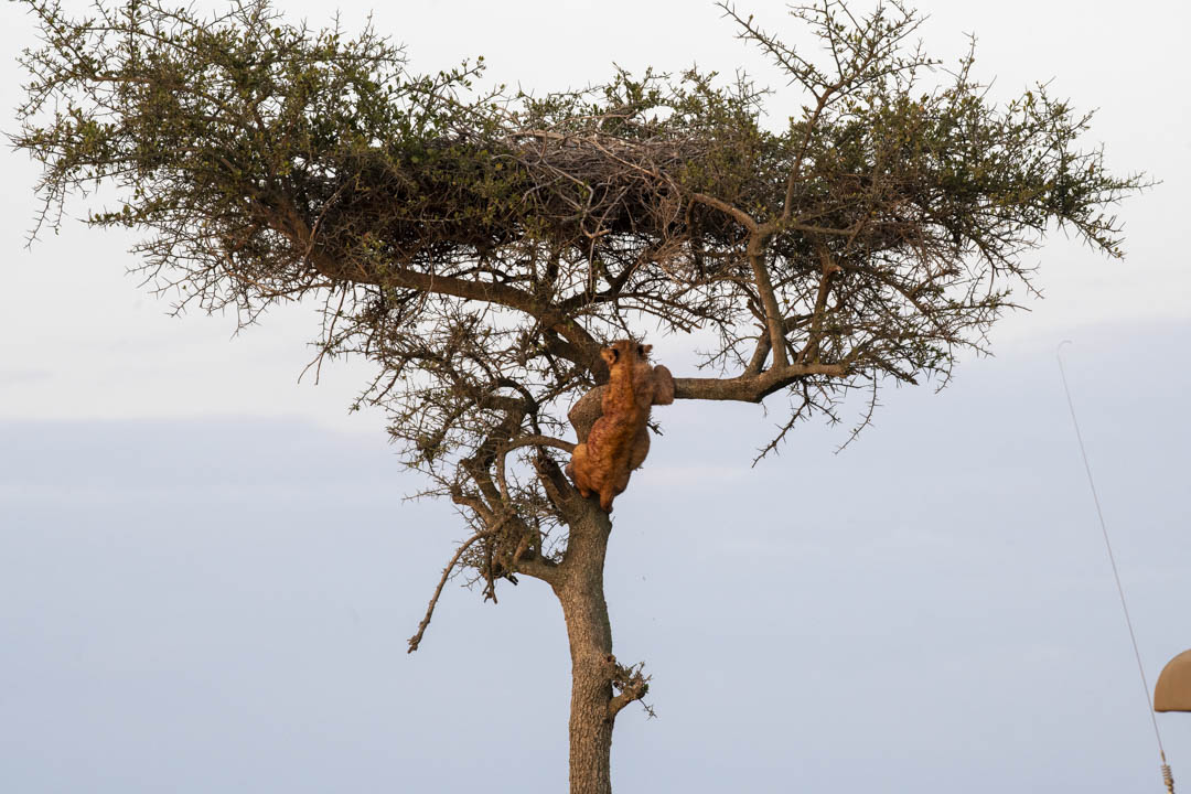 Lion — Watchful presence