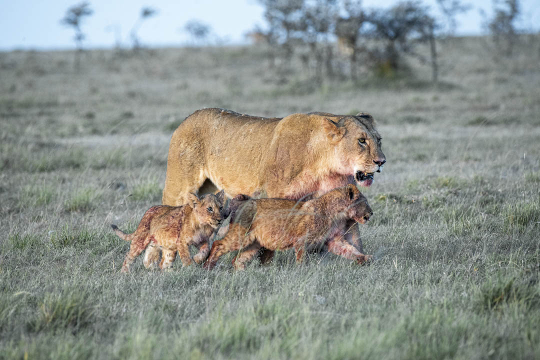 Lion Pride — On the move