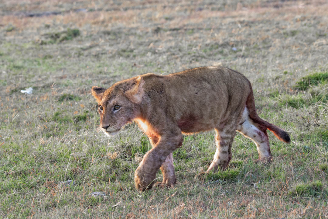 Lioness — Among the grass