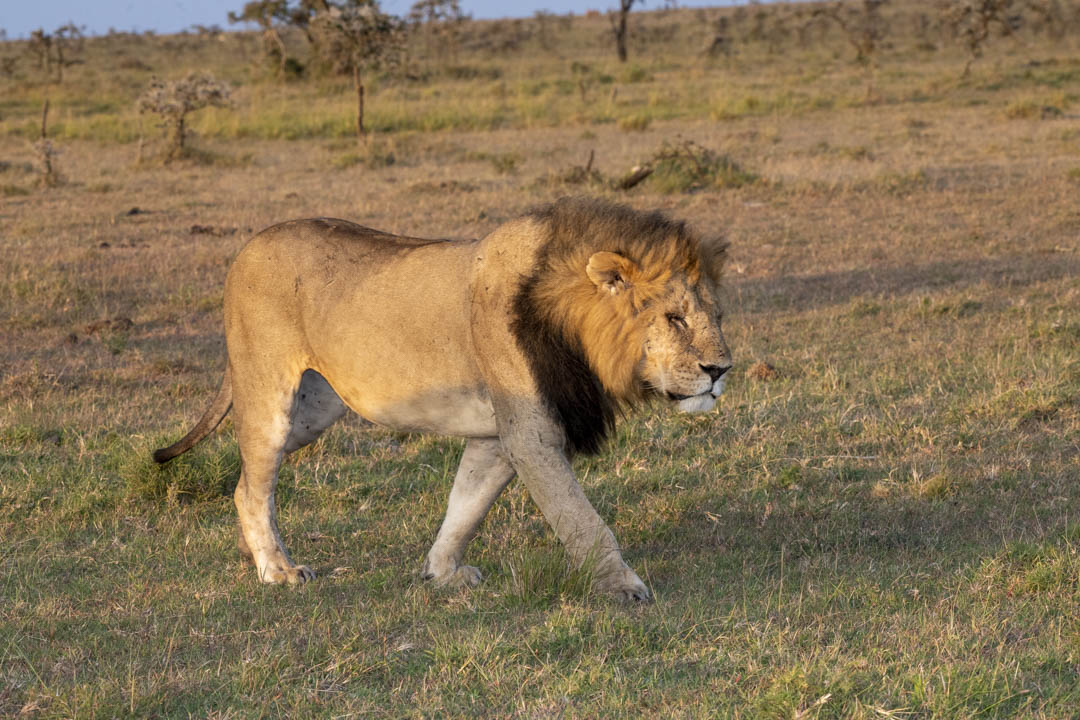 Lion Pride — Shared ground