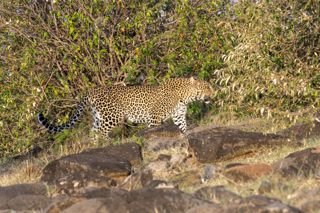 Leopard — Crossing the rocks