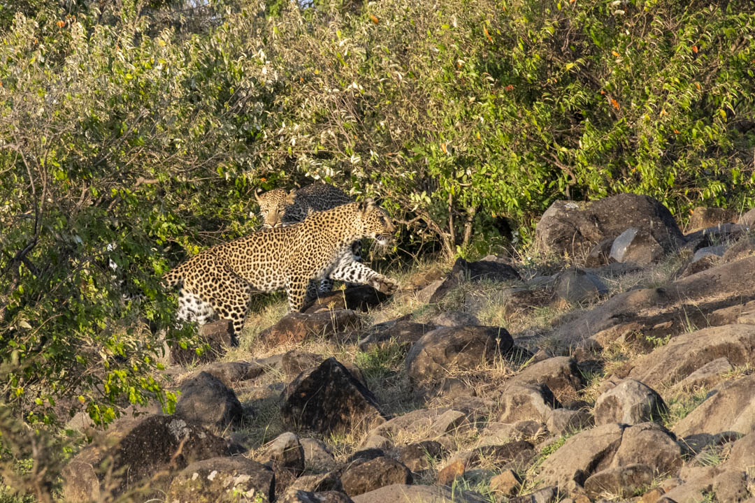 Leopard — Rosettes in light