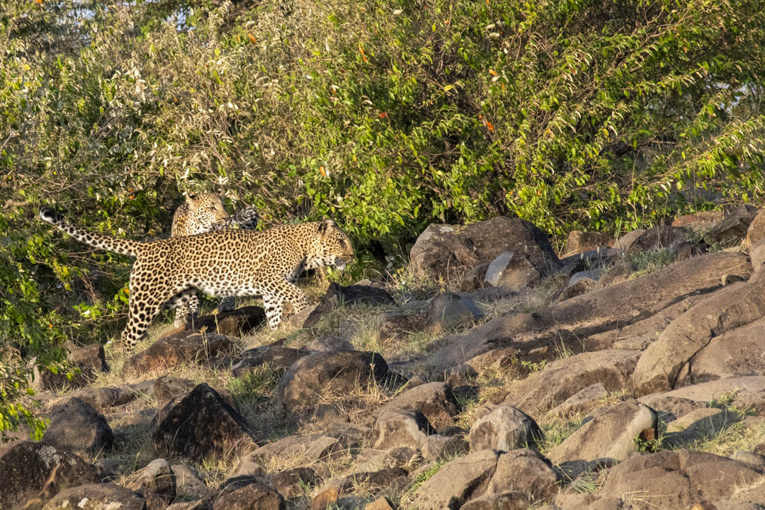 Leopard — Shadow and stone