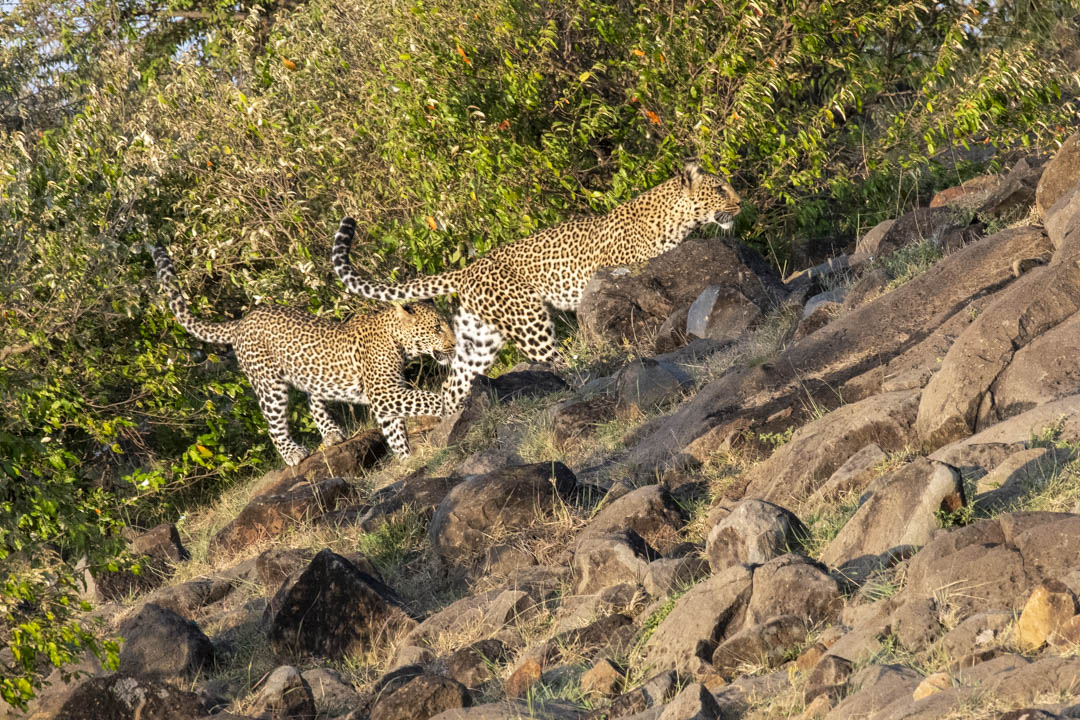Leopard — Along the ridge