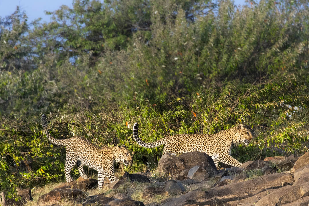 Leopard — Solitary path