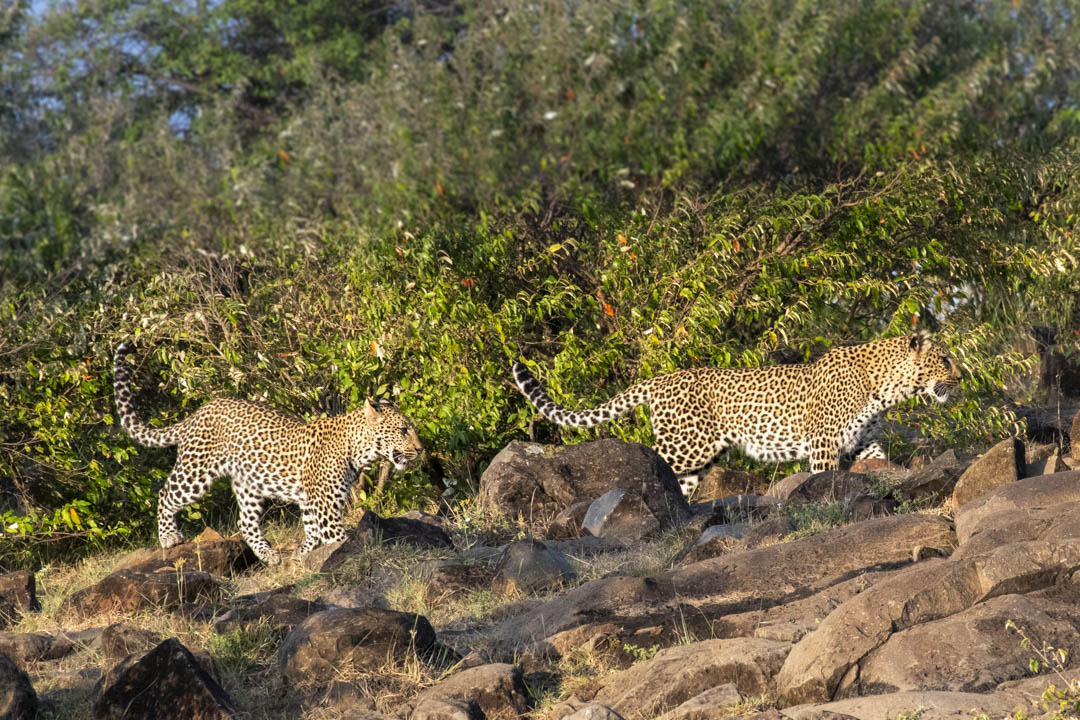 Leopard Pair — On the rocks