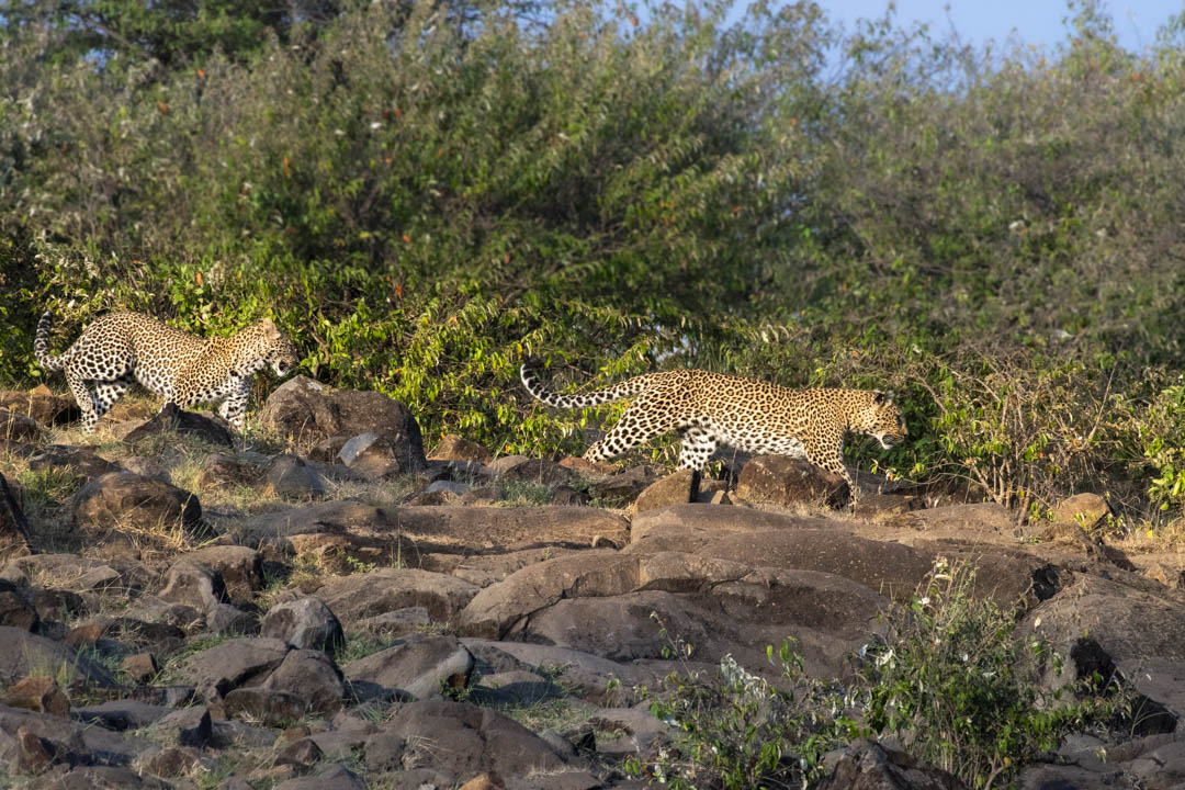 Leopard — Vanishing line