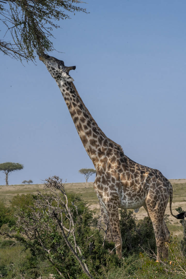 Giraffe — Reaching for the canopy
