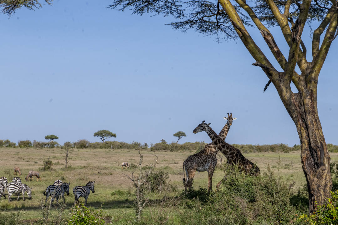 Giraffe & Zebra — Shared ground