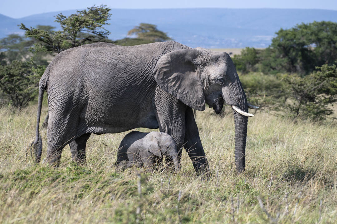 Elephant — Dust and grace
