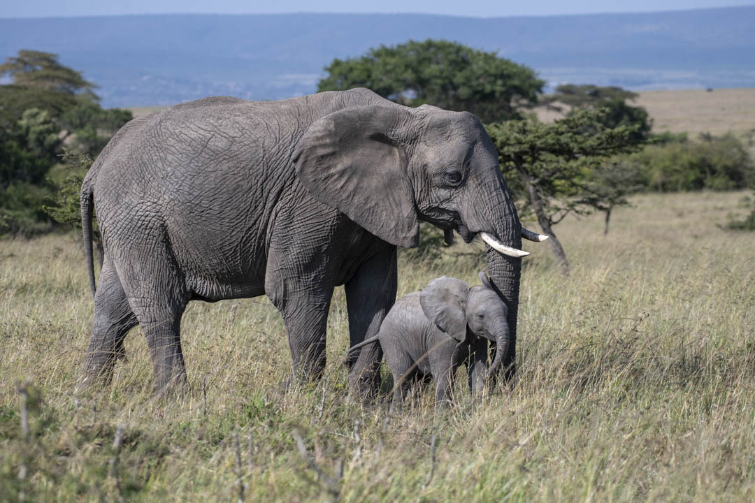Elephant — Ancient memory