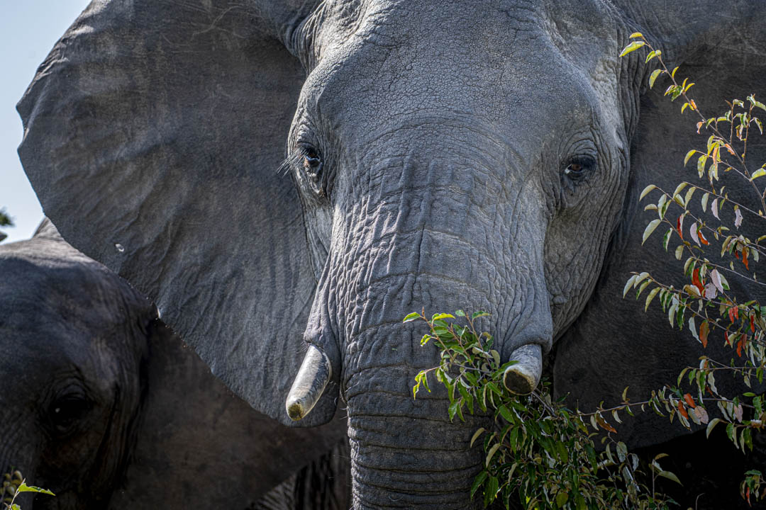 Elephant Family — The procession