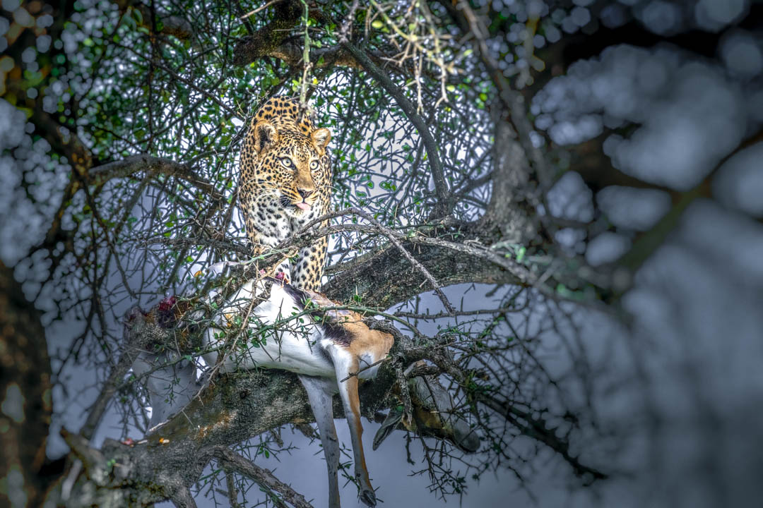 Leopard — In the thorn tree