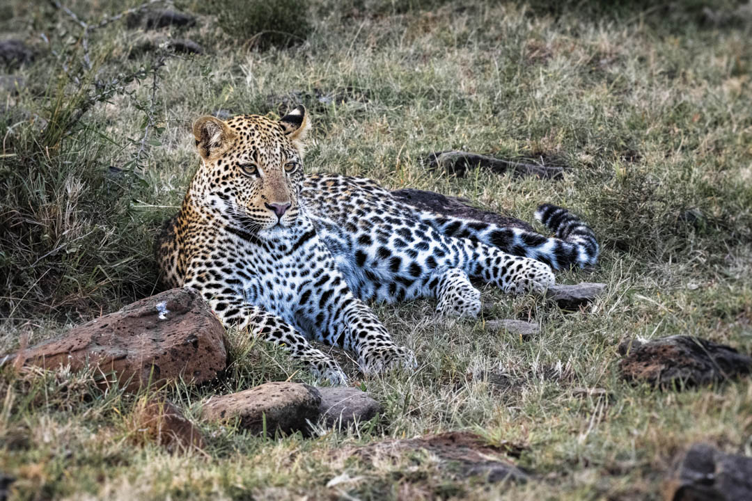 Leopard — Resting gaze
