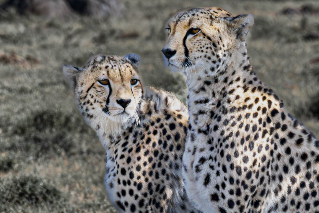 Cheetah Pair — Alert on the plain