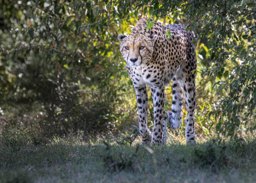 Cheetah — Emerging from cover