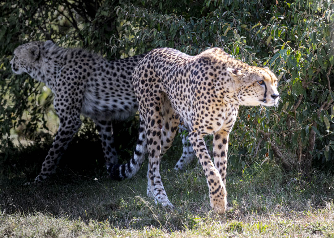 Cheetah — On approach
