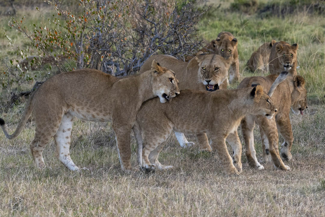 Lion Pride — Bonds of the pride