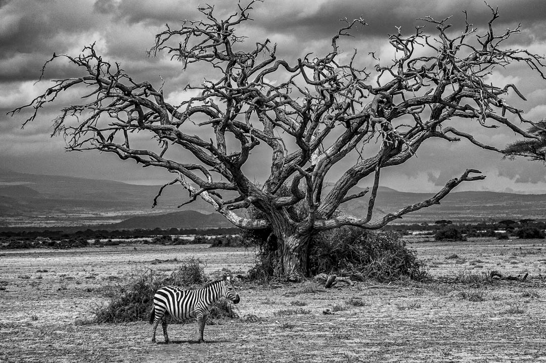 Zebra — Lone figure beneath the tree