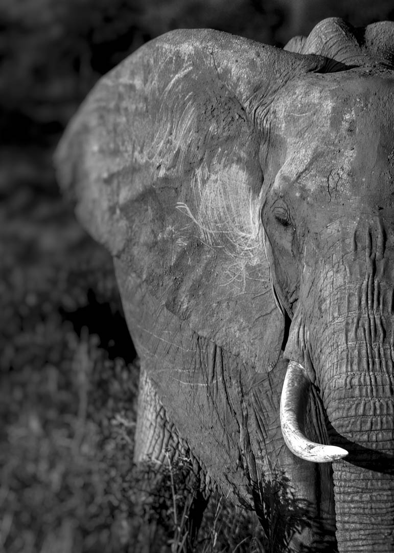 Elephant portrait in black and white