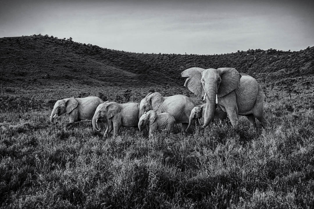 Elephant herd in black and white