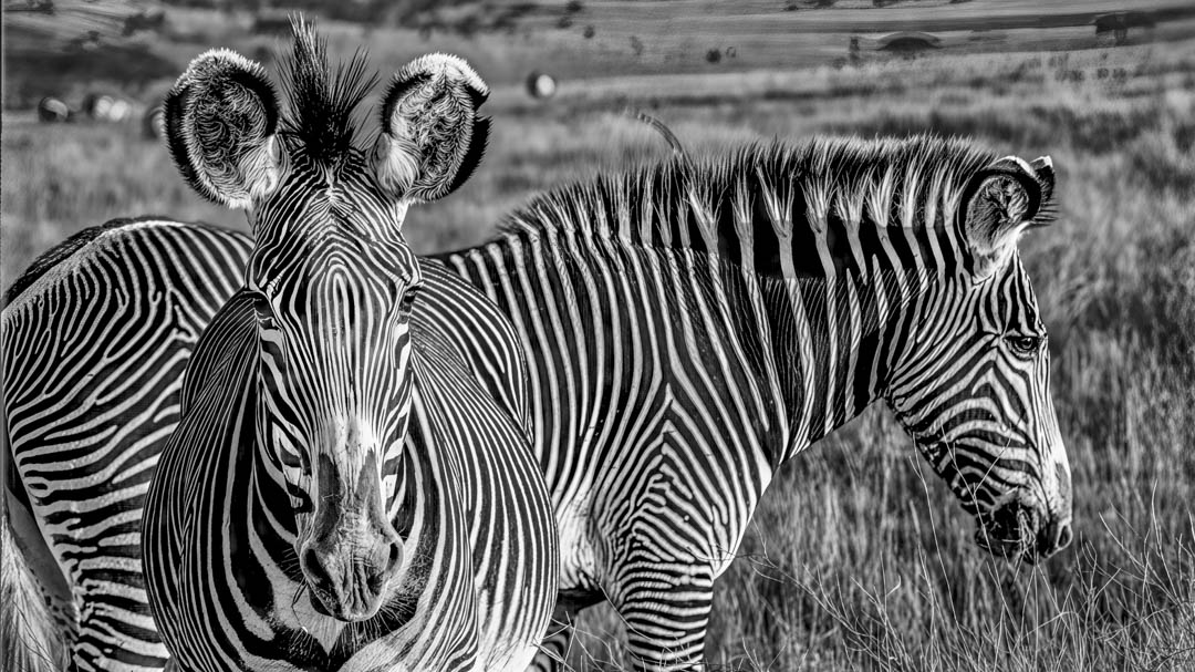 Two zebras in black and white
