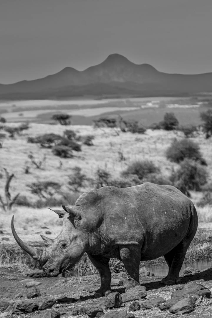 Rhinoceros before mountains in black and white
