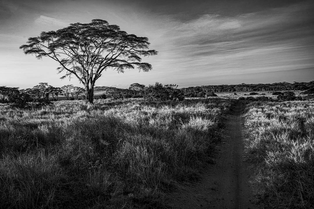 Acacia — Track through the grass