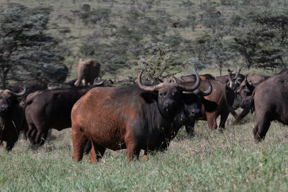 Cape buffalo herd on the savanna