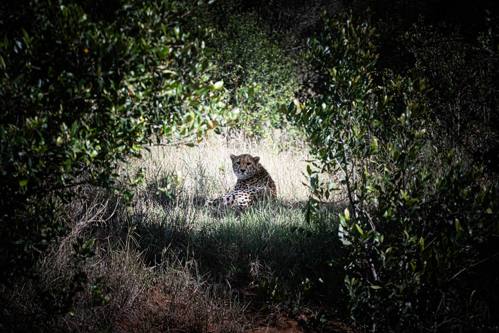 Cheetah resting in golden sunlight