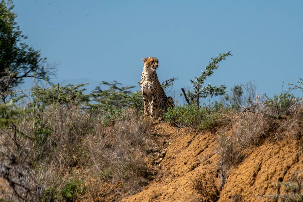 Cheetah alert on a ridge