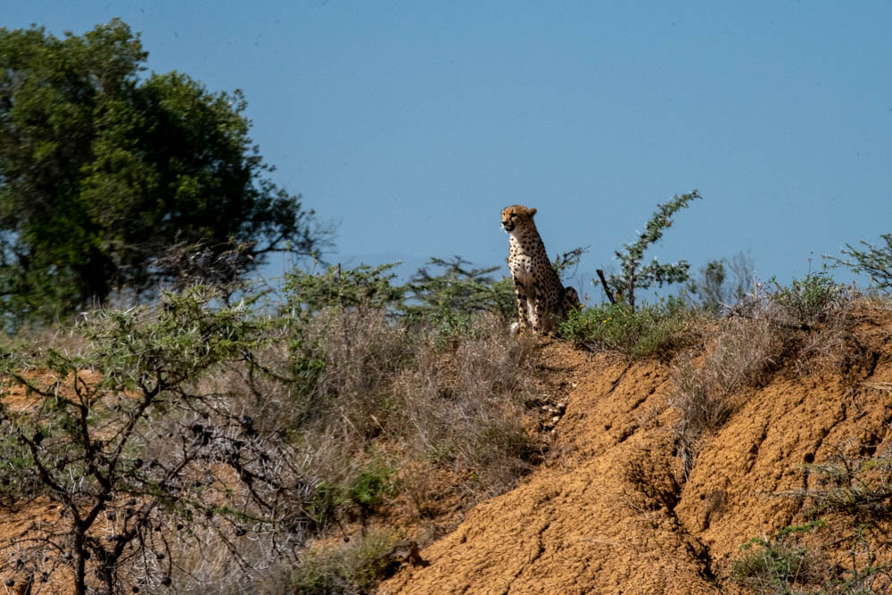 Cheetah sitting on a ridge overlooking the plain