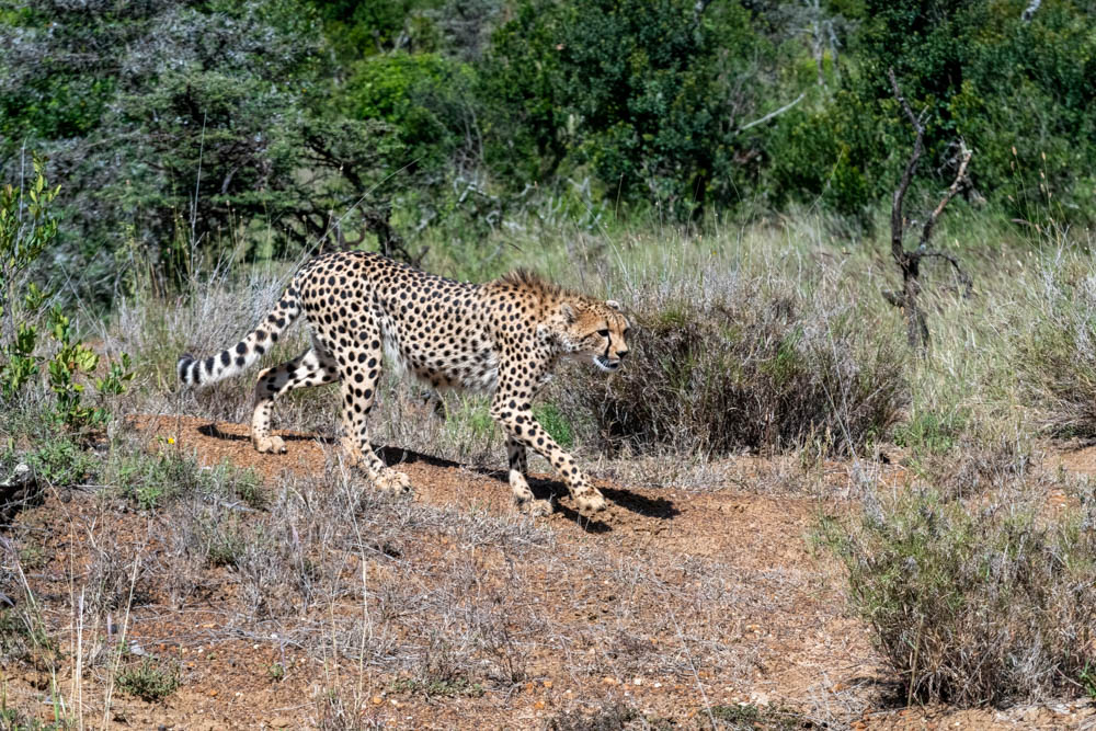 Cheetah stalking in profile through the grass