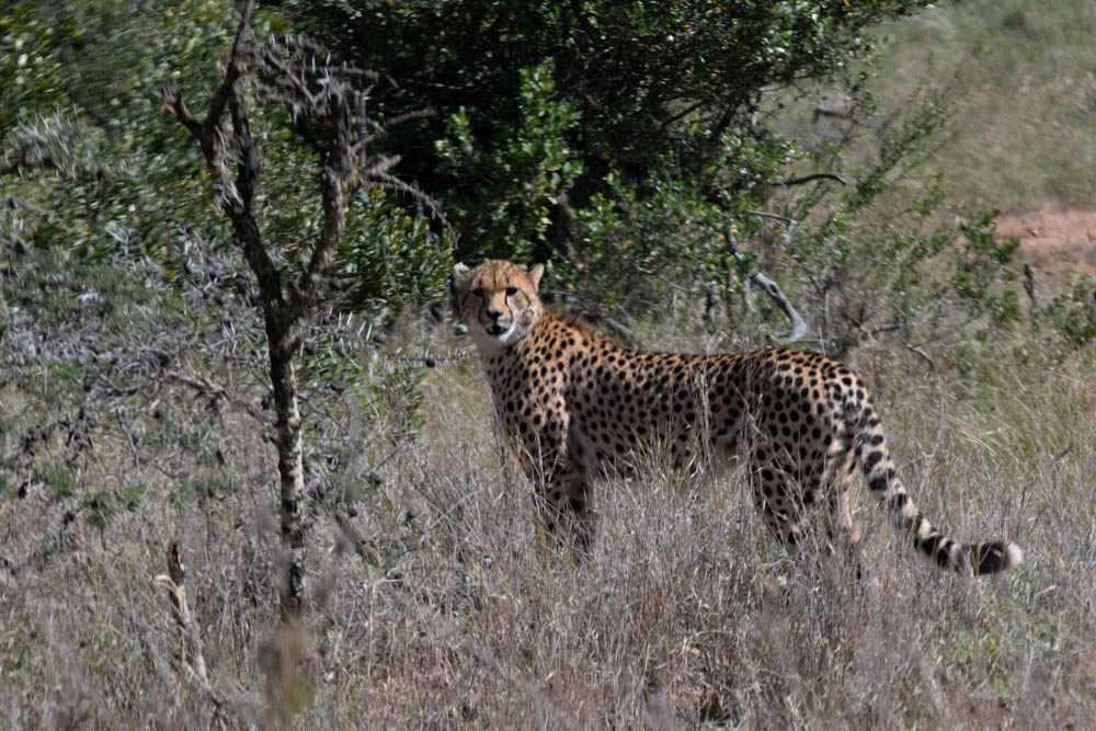 Cheetah standing portrait in morning light