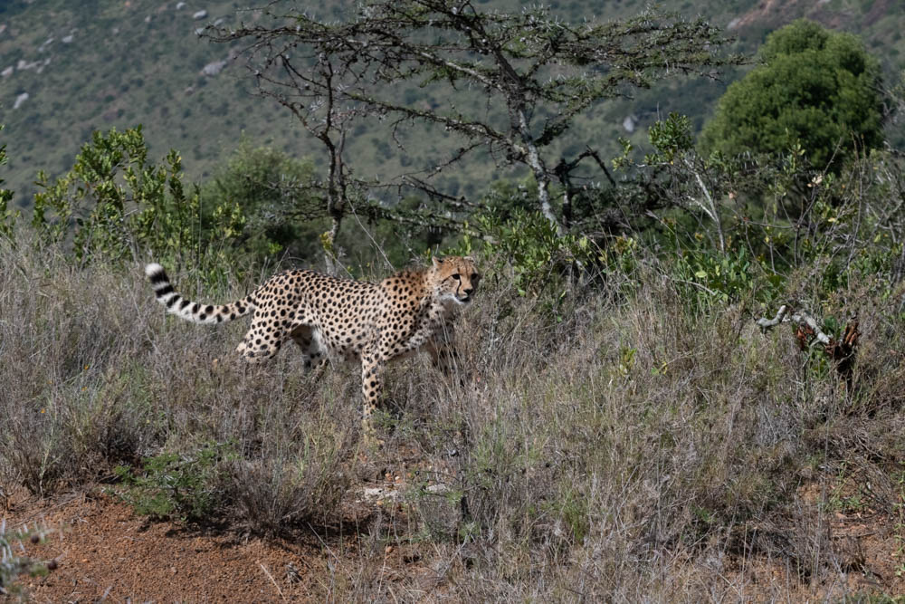 Cheetah walking through the savanna