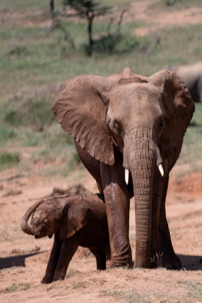 African elephant mother walking with her calf