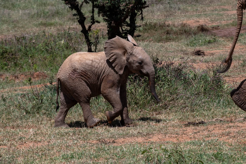 Baby elephant walking across the savanna