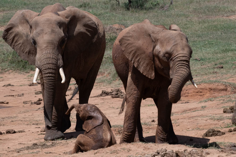 Two adult elephants with a calf on the savanna, Laikipia, Kenya