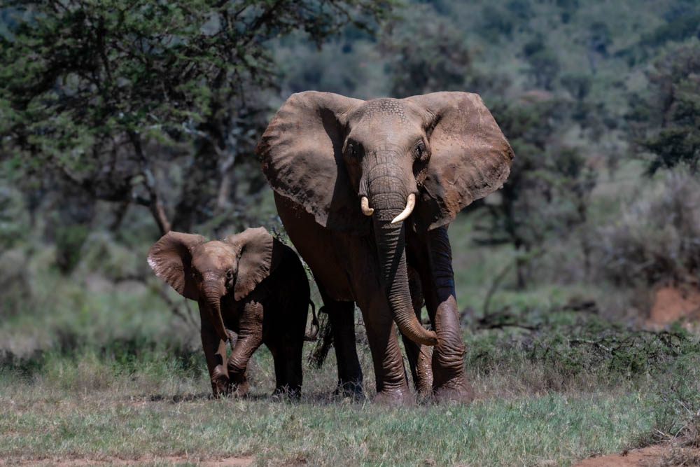 Elephant mother and calf walking together