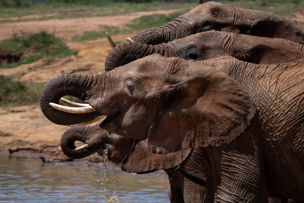 Elephants drinking at a waterhole