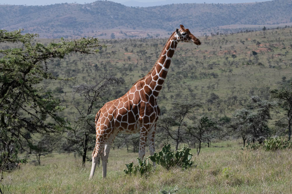 Giraffe portrait