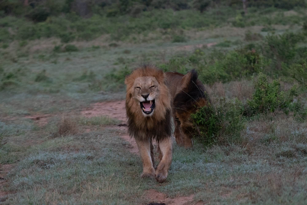 Lion on the savanna
