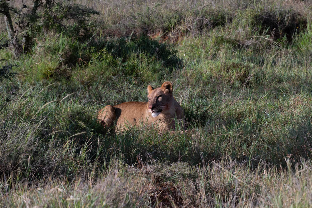 Lioness resting in tall grass