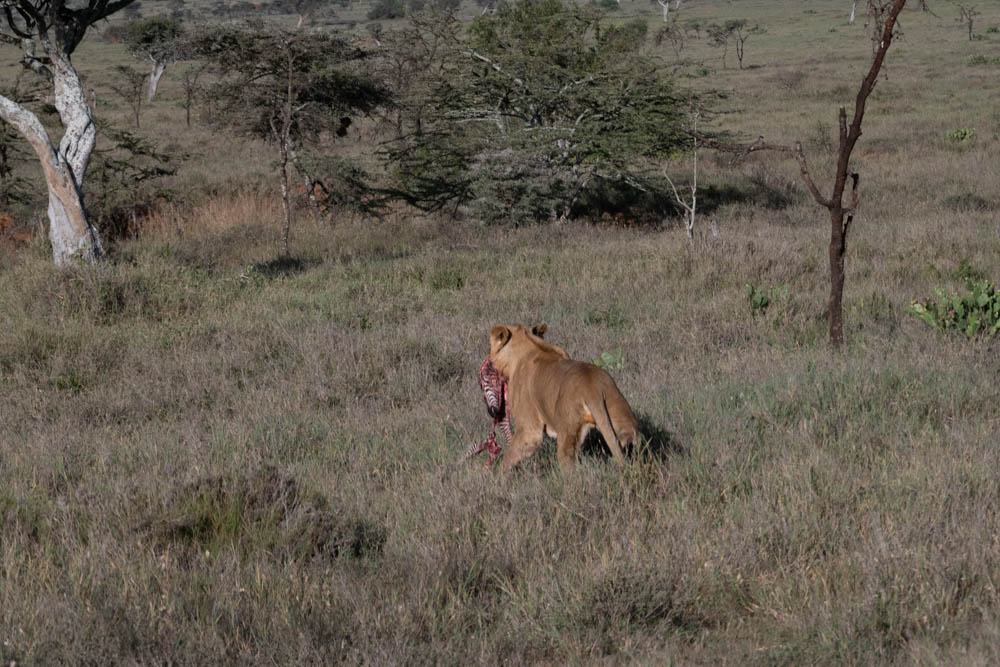 Lioness carrying prey across the savanna