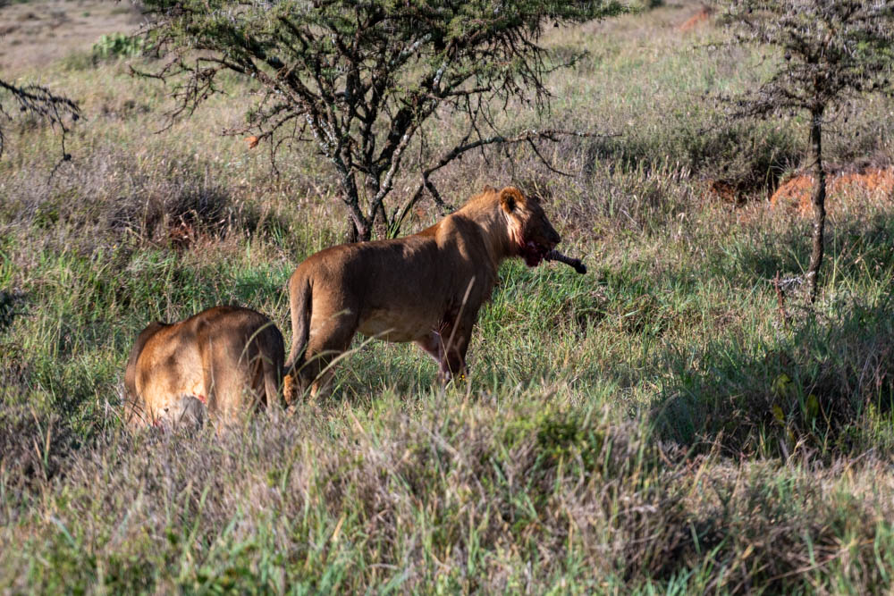 Lions feeding at a kill