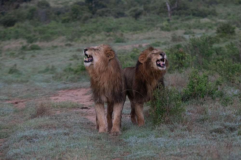Two male lions roaring on the savanna