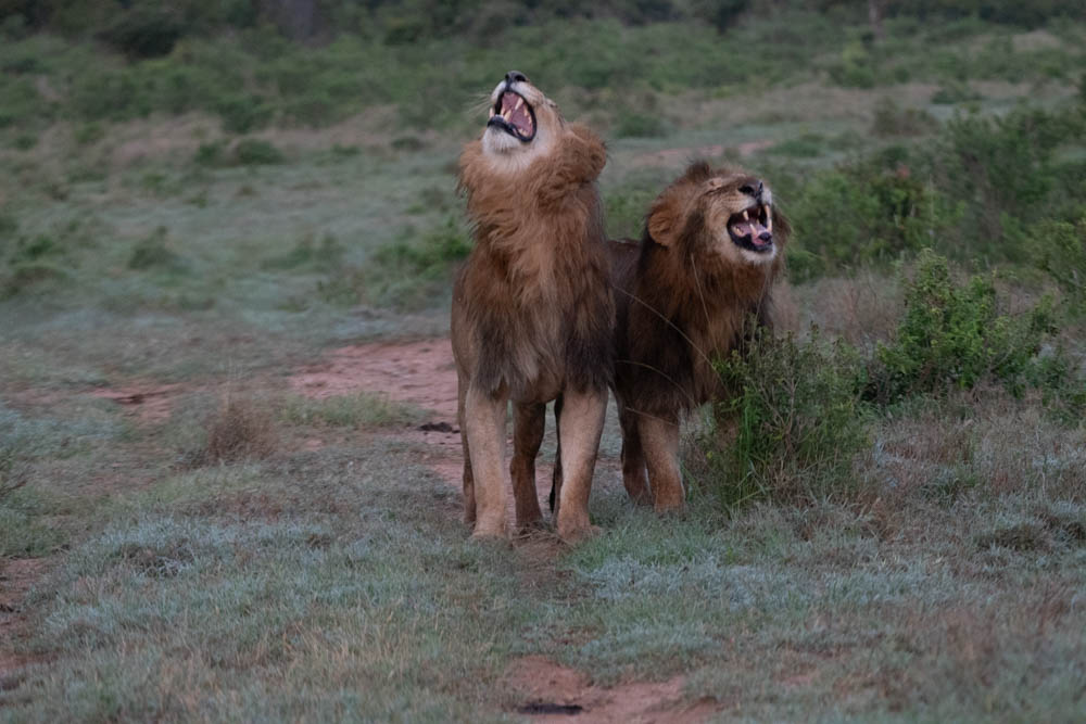 Two male lions roaring on the savanna