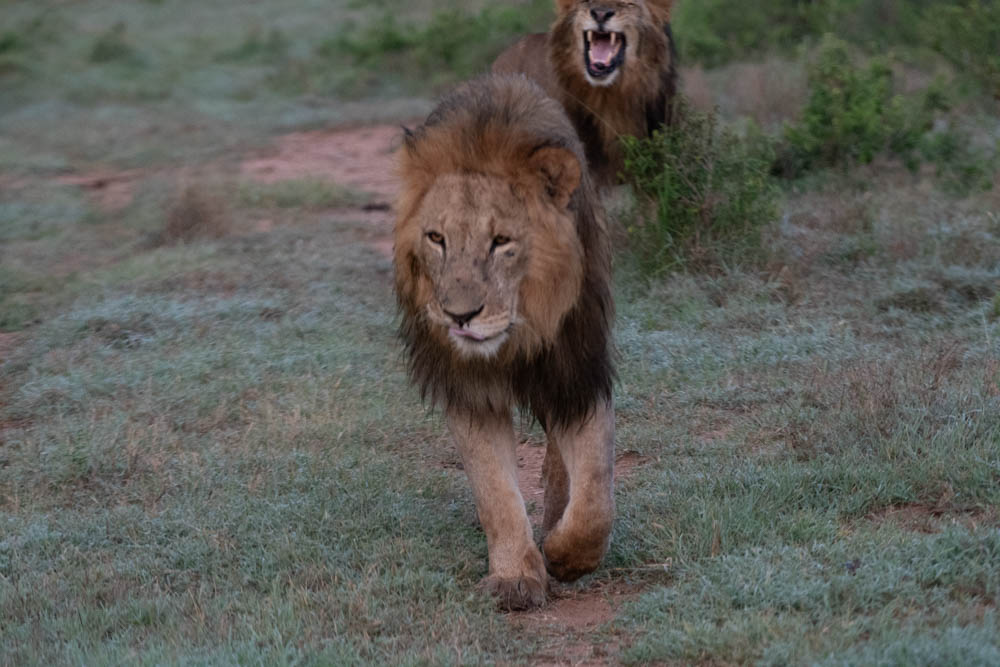 Lions walking across the savanna