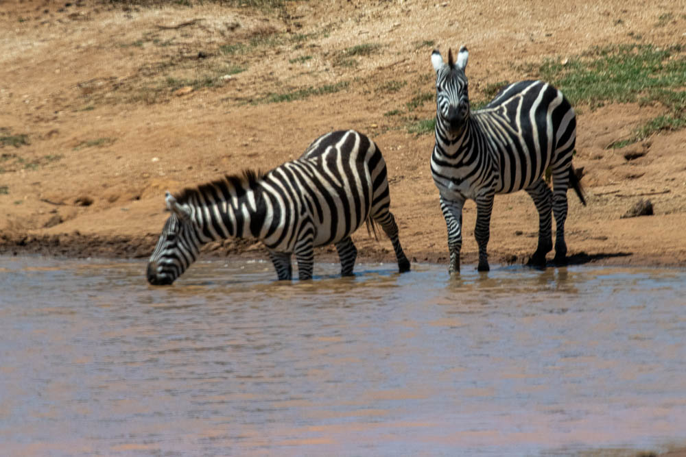 Zebra portrait